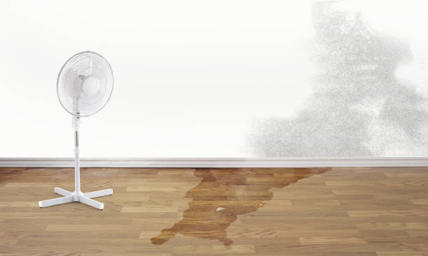 Best Water damage cleanup near me  in Brighton, CO
